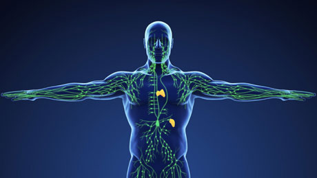 Lymphatic System and Massage